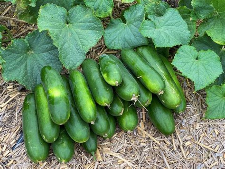 Do greenhouse grown cucumbers have pesticides?